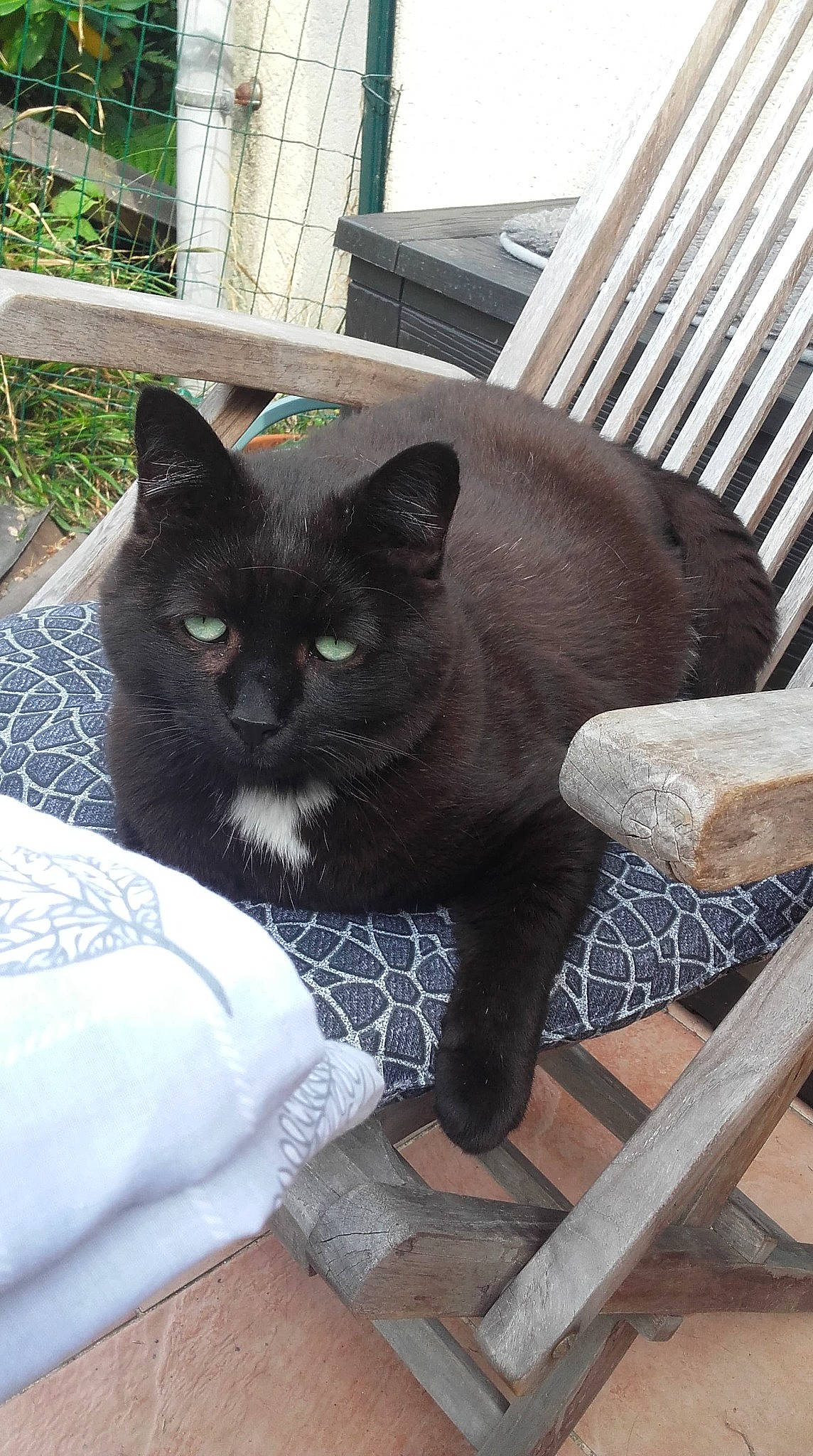 Kos a rejoint le concours — aidez-le/la à gagner de superbes lots ! asian, black_cat, british_shorthair, burmese, carnivore, cat, chartreux, domestic_short_haired_cat, felidae, korat, mammal, nebelung, russian_blue, small_to_medium_sized_cats, whiskers