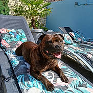 Snoop a rejoint le concours — aidez-le/la à gagner de superbes lots ! dog, brindle, sunbed, cushion, tropical_pattern, outdoor, garden, plant, palm, brick_wall, sunlight, happy, tongue_out, relaxed, pet, animal, summer, leisure, lounge_chair, smiling