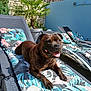 dog, brindle, sunbed, cushion, tropical_pattern, outdoor, garden, plant, palm, brick_wall, sunlight, happy, tongue_out, relaxed, pet, animal, summer, leisure, lounge_chair, smiling