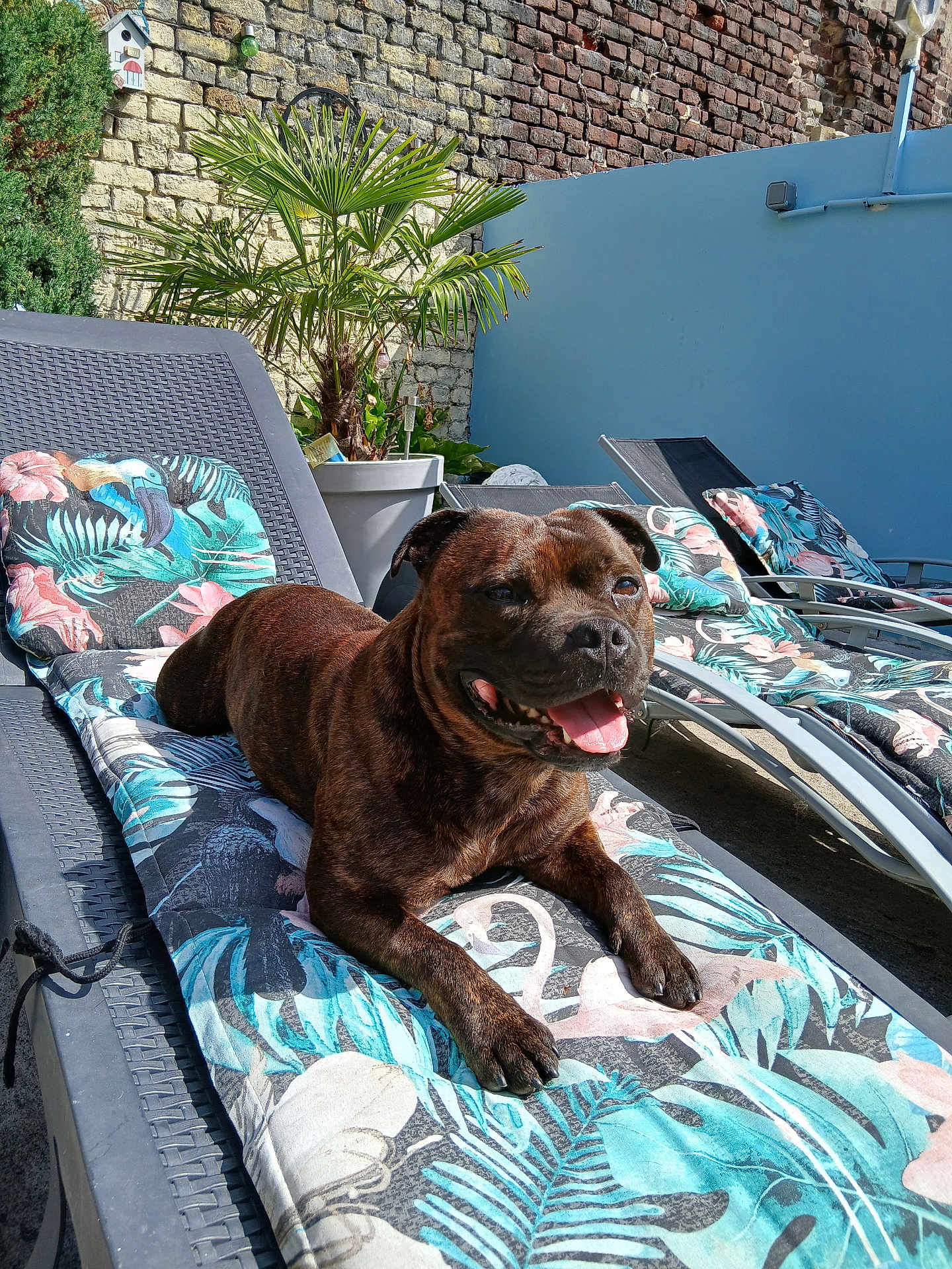 Snoop a rejoint le concours — aidez-le/la à gagner de superbes lots ! dog, brindle, sunbed, cushion, tropical_pattern, outdoor, garden, plant, palm, brick_wall, sunlight, happy, tongue_out, relaxed, pet, animal, summer, leisure, lounge_chair, smiling