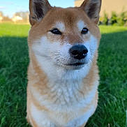 Suna participe au concours pour gagner de l'argent avec cette photo : alert, animal, blue_sky, canine, cute, daytime, dog, ears, fur, grass, mammal, nature, nose, outdoor, pet, portrait, shiba_inu, standing, sunlight, whiskers
