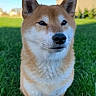 alert, animal, blue_sky, canine, cute, daytime, dog, ears, fur, grass, mammal, nature, nose, outdoor, pet, portrait, shiba_inu, standing, sunlight, whiskers