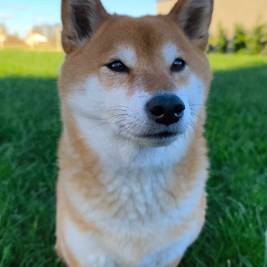 Suna
