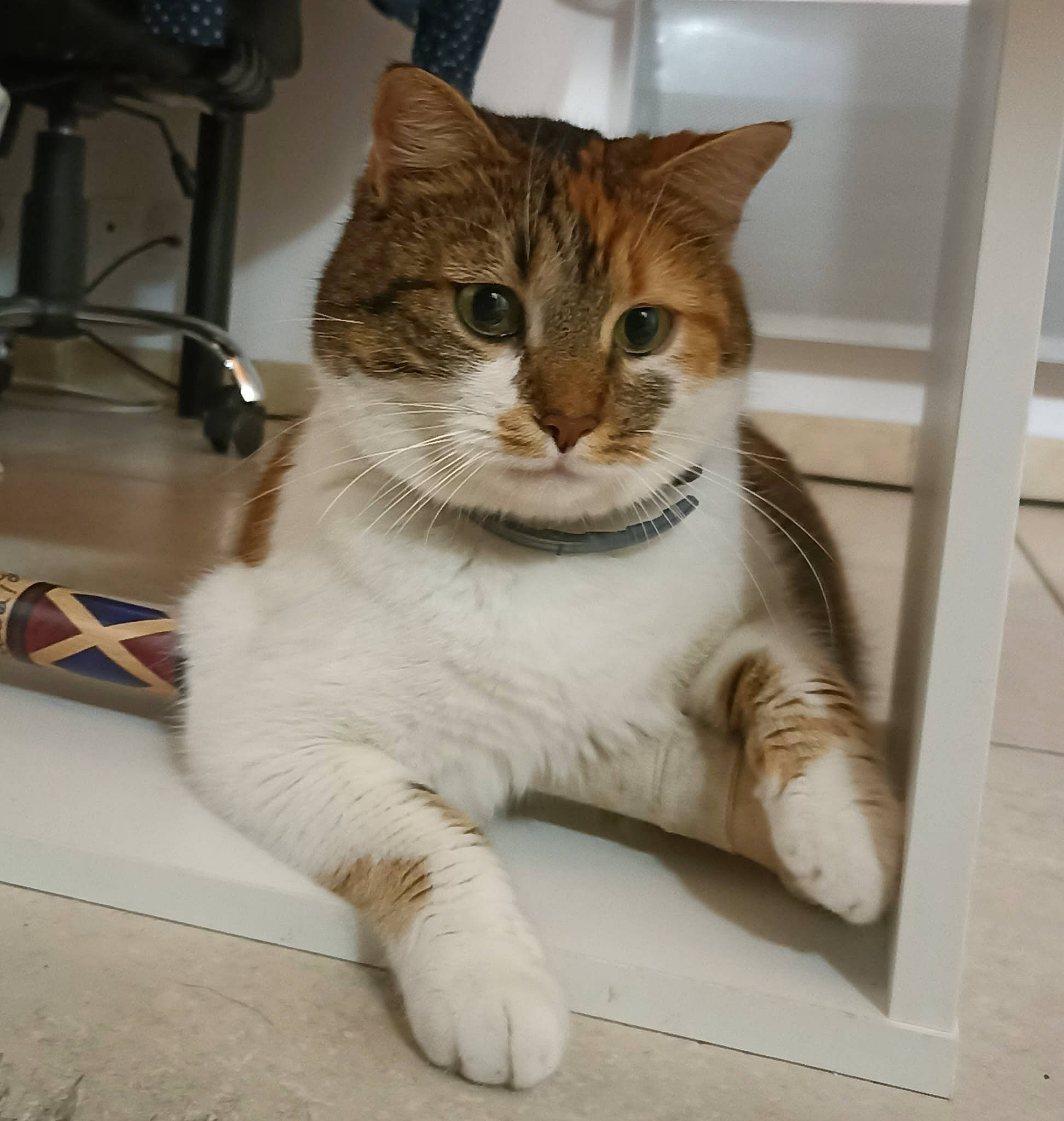 Kaylie a rejoint le concours — aidez-le/la à gagner de superbes lots ! carnivore, cat, claw, domestic_short_haired_cat, door, eye, fawn, felidae, foot, fur, kitchen_appliance, paw, small_to_medium_sized_cats, snout, tail, terrestrial_animal, whiskers, window