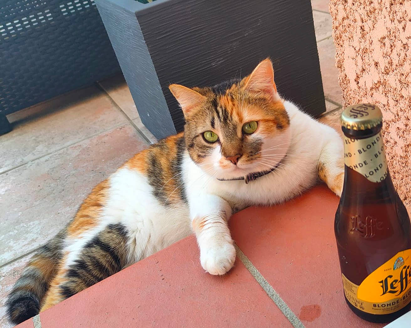 Kaylie participe au concours pour gagner de l'argent avec cette photo : alcoholic_beverage, barware, bottle, bottle_cap, carnivore, cat, chair, distilled_beverage, domestic_short_haired_cat, drink, felidae, foot, fur, glass_bottle, ingredient, paw, small_to_medium_sized_cats, tail, whiskers, wine