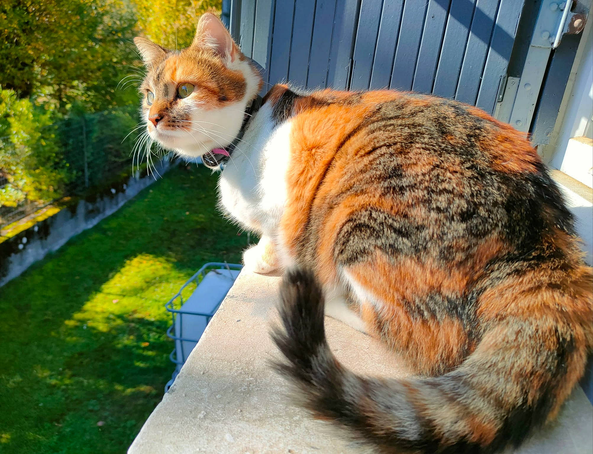 Kaylie a rejoint le concours — aidez-le/la à gagner de superbes lots ! art, carnivore, cat, domestic_short_haired_cat, fawn, felidae, fur, grass, plant, road_surface, sitting, small_to_medium_sized_cats, snout, tail, terrestrial_animal, tree, whiskers, wildlife, wood