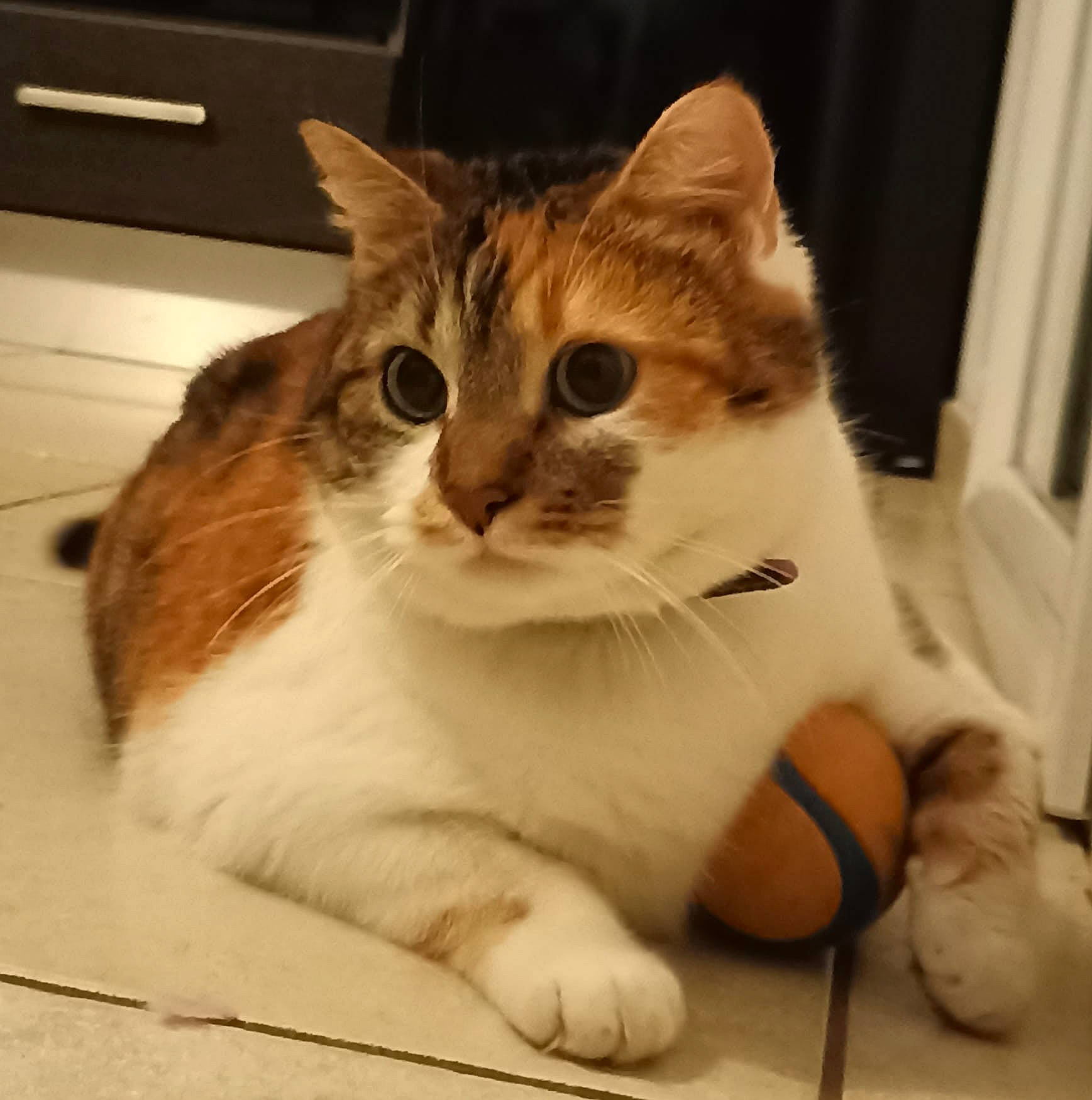 Kaylie a rejoint le concours — aidez-le/la à gagner de superbes lots ! carnivore, cat, claw, comfort, domestic_short_haired_cat, fawn, felidae, flooring, fur, hardwood, paw, photo_caption, sitting, small_to_medium_sized_cats, snout, tail, whiskers, window, wood