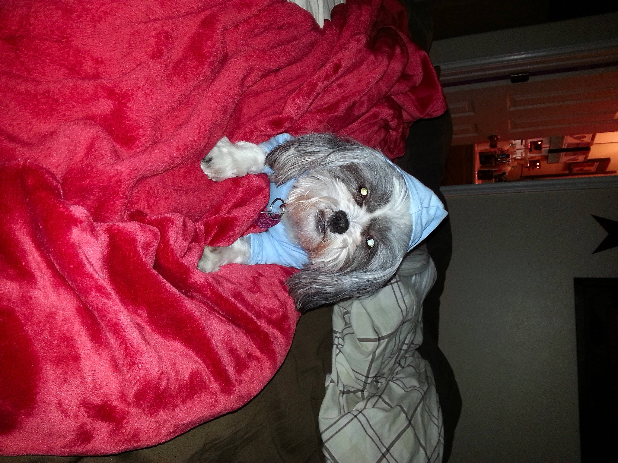 Lulu joined the competition — help win amazing prizes! carmine, comfort, companion_dog, costume, dog, fictional_character, flesh, fur, linens, magenta, mask, personal_protective_equipment, picture_frame, room, sleeve, sporting_group, toy_dog, visual_arts