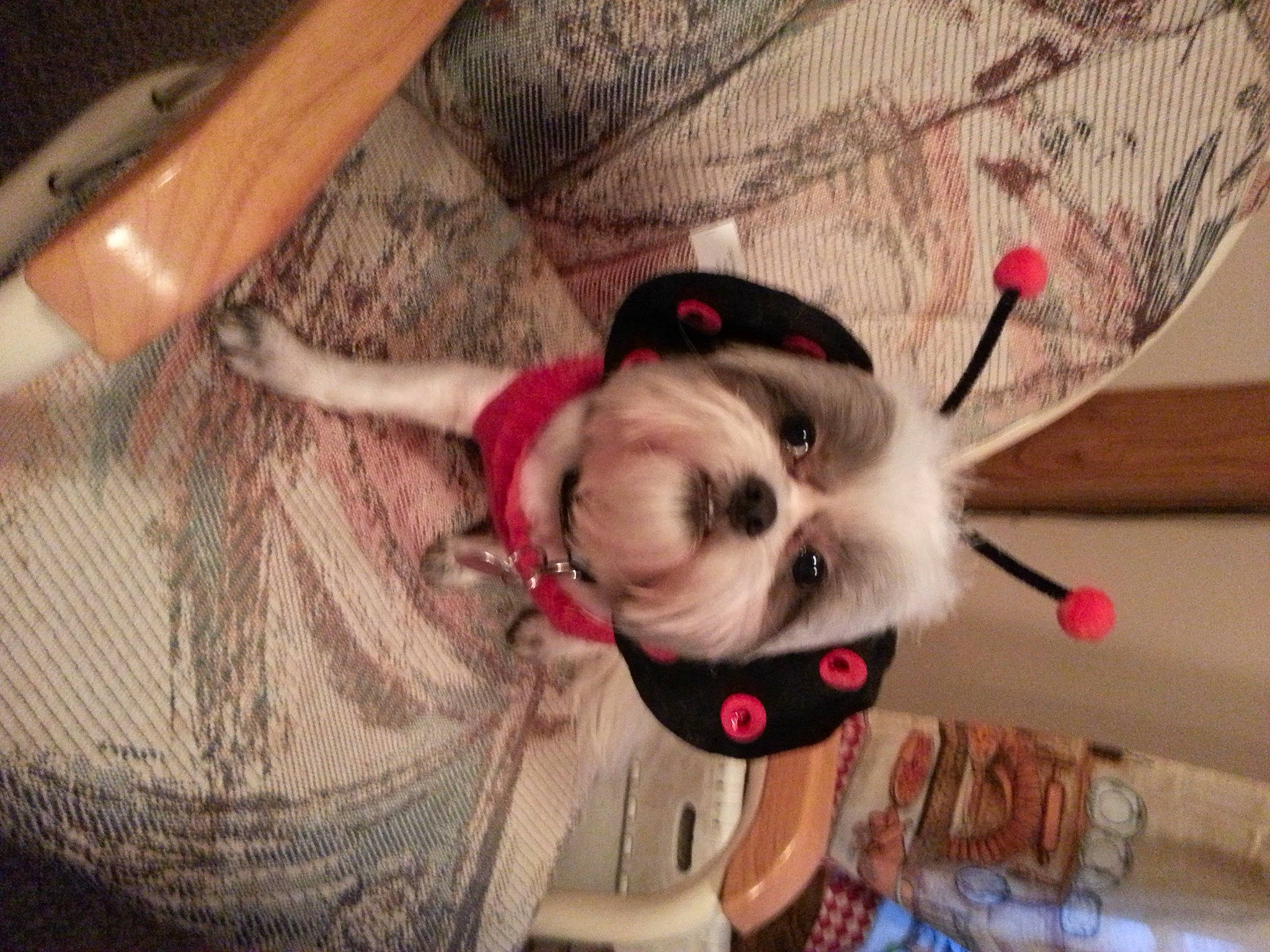 Lulu joined the competition — help win amazing prizes! canidae, carnivore, collar, comfort, companion_dog, dog, dog_breed, dog_supply, ear, eyelash, fashion_accessory, fawn, fur, pattern, snout, sporting_group, toy_dog, whiskers, wood, working_animal