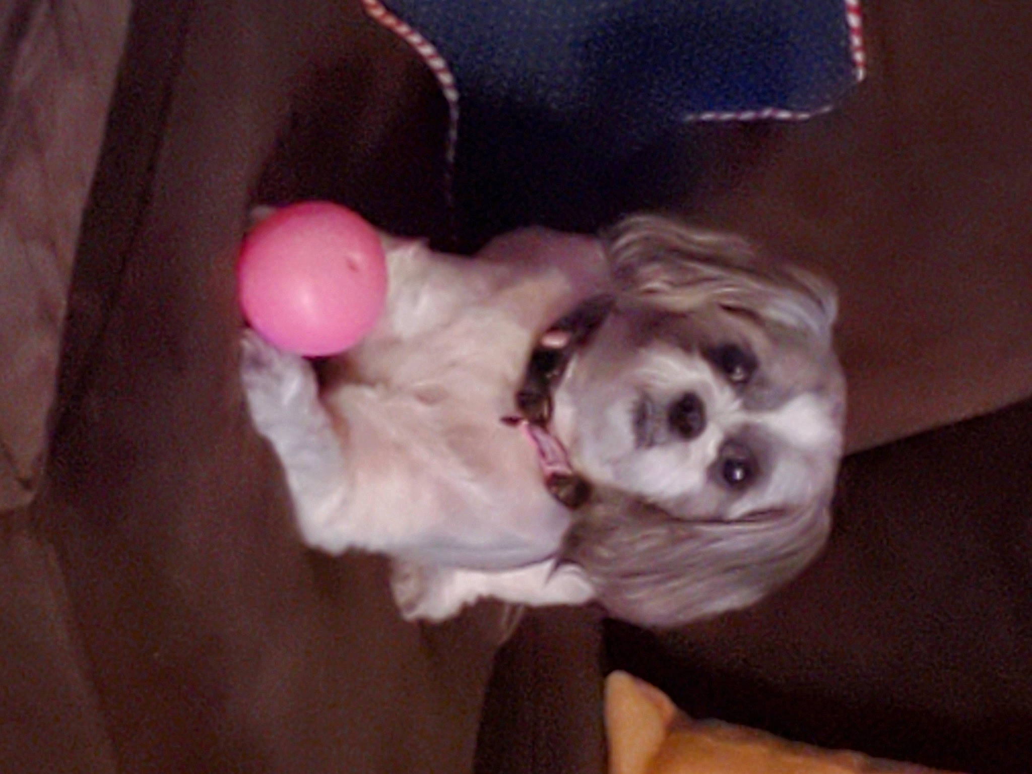 Lulu is registered to the contest to win money with this photo: canidae, carnivore, comfort, companion_dog, dog, dog_breed, dog_supply, ear, fur, non_sporting_group, paw, puppy_love, sporting_group, toy_dog