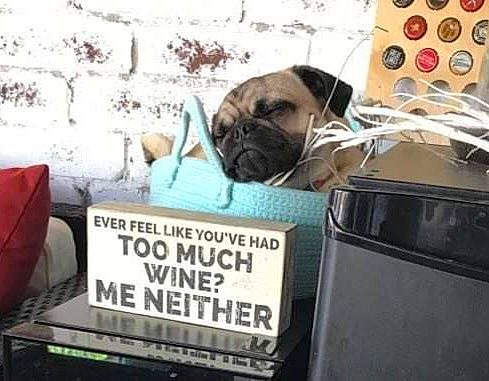 Olive is registered to the contest to win money with this photo: audio_equipment, automotive_exterior, automotive_tire, bumper, carnivore, comfort, companion_dog, dog, dog_breed, felidae, font, fur, gas, mammal, metal, motor_vehicle, plant, pug, toy_dog, vertebrate