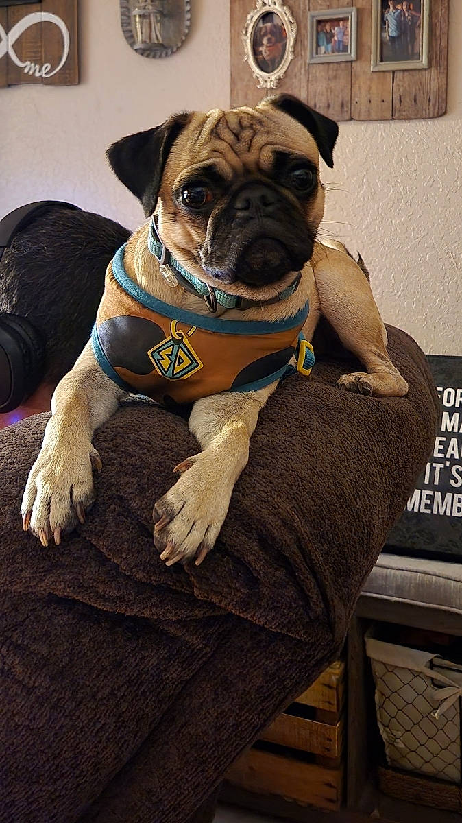 Olive joined the competition — help win amazing prizes! bulldog, canidae, carnivore, collar, companion_dog, dog, dog_breed, dog_clothes, dog_collar, dog_supply, fawn, fur, leash, molosser, snout, sporting_group, toy_dog, working_animal, working_dog, wrinkle