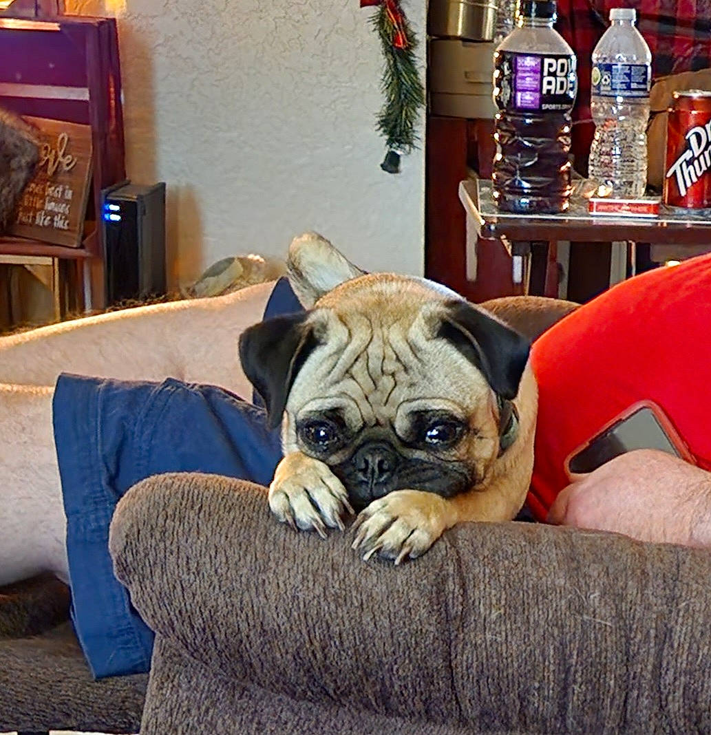 Olive is registered to the contest to win money with this photo: bottle, carnivore, chair, comfort, companion_dog, couch, dog, dog_breed, fawn, flooring, furniture, houseplant, picture_frame, pug, snout, sporting_group, toy_dog, whiskers, working_animal, wrinkle