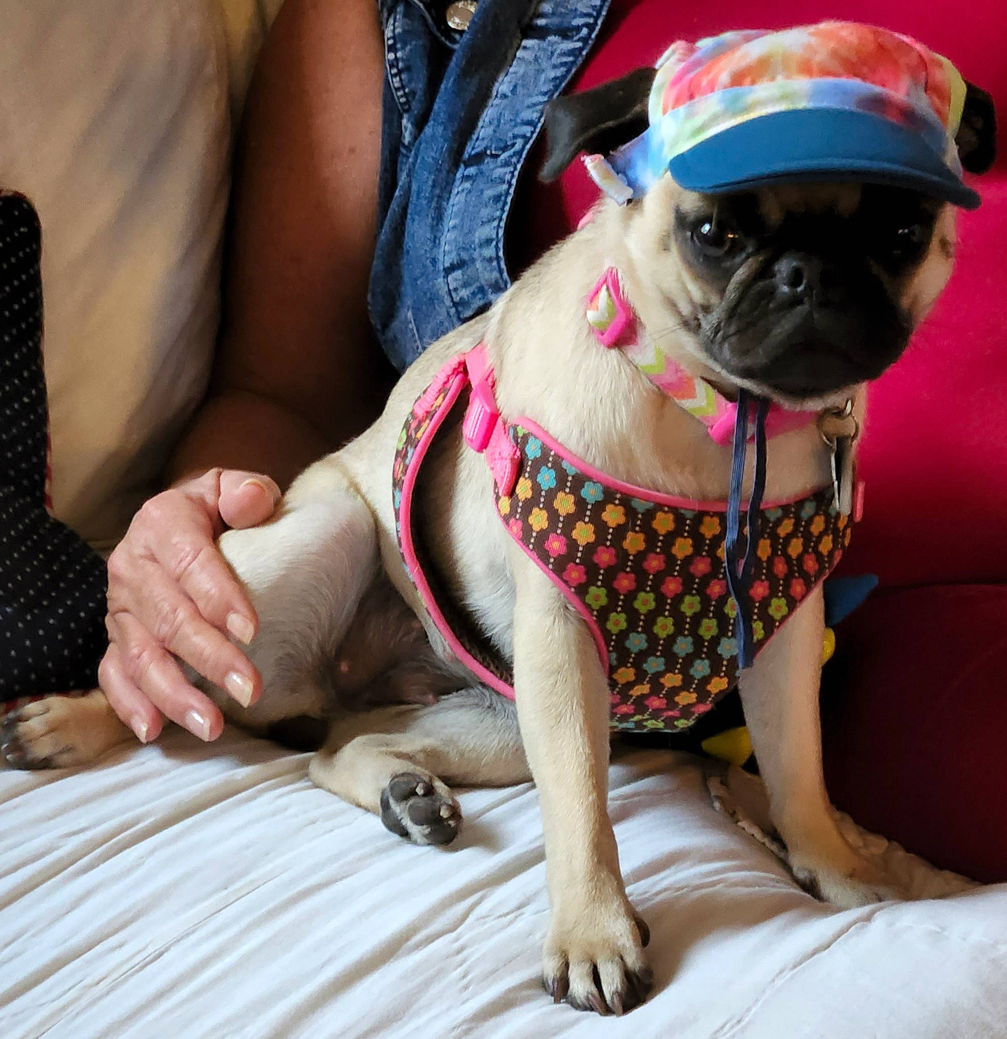 Olive is registered to the contest to win money with this photo: carnivore, collar, comfort, companion_dog, dog, dog_breed, dog_clothes, dog_collar, dog_supply, eyewear, fawn, mammal, pet_supply, pug, snout, sporting_group, sunglasses, thigh, toy_dog, working_animal