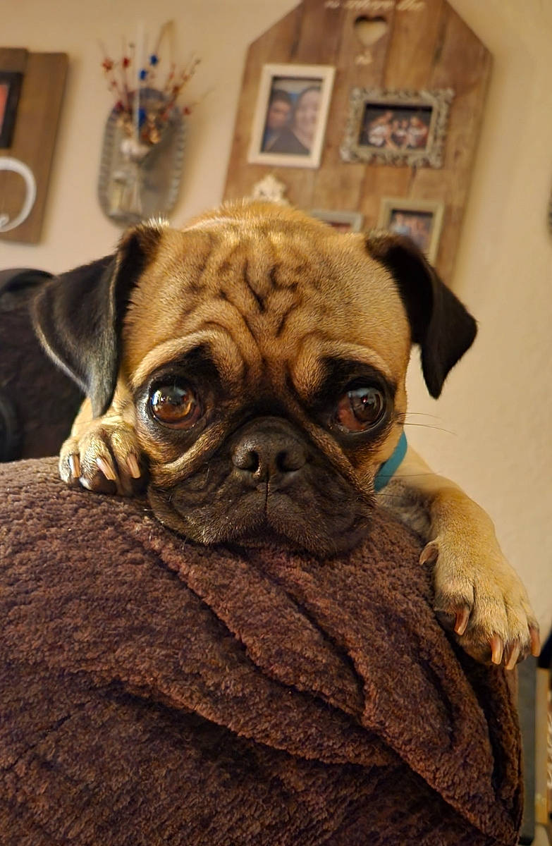 Olive joined the competition — help win amazing prizes! bulldog, canidae, carnivore, comfort, companion_dog, dog, dog_breed, ear, fawn, fur, non_sporting_group, pug, puppy, snout, sporting_group, terrestrial_animal, toy_dog, whiskers, working_animal, wrinkle