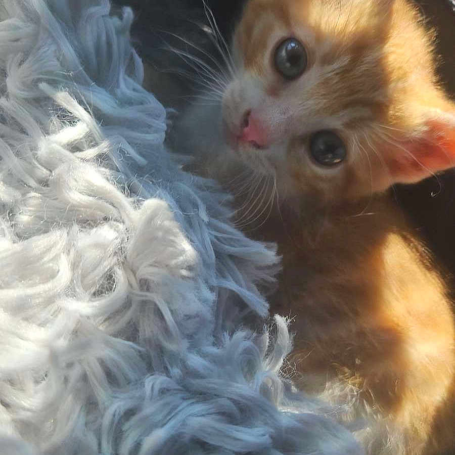 Simba a rejoint le concours — aidez-le/la à gagner de superbes lots ! animal_face, cat, closeup, cozy, curious, cute, domestic_animal, feline, fluffy_blanket, indoor, kitten, orange_cat, pet, pink_nose, shadow, small_animal, soft_texture, sunlight, whiskers, young_animal