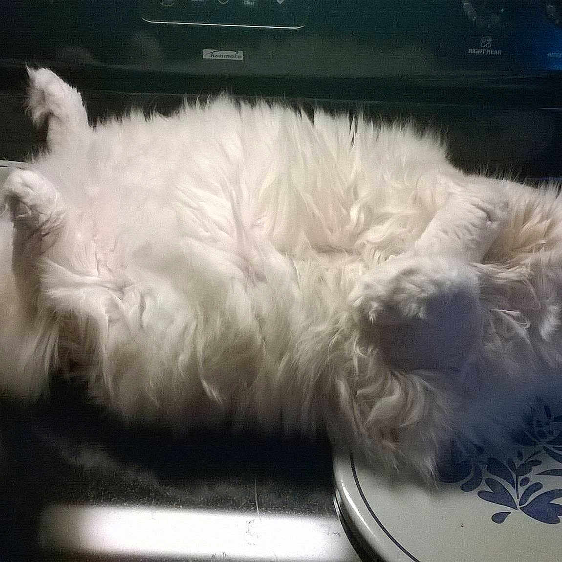 Chloe