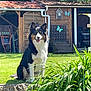 dog, border_collie, garden, grass, shed, wooden_shed, butterfly_decor, greenery, sunny, outdoor, pet, animal, nature, plants, stone_border, happy, sitting, fur, ears, tongue