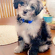 Benito joined the competition — help win amazing prizes! puppy, dog, fluffy, blue_collar, table, wooden_table, indoor, curious, head_tilt, pet, canine, domestic_animal, brown, black, white, fur, sitting, chair, household, cute