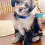 puppy, dog, fluffy, blue_collar, table, wooden_table, indoor, curious, head_tilt, pet, canine, domestic_animal, brown, black, white, fur, sitting, chair, household, cute