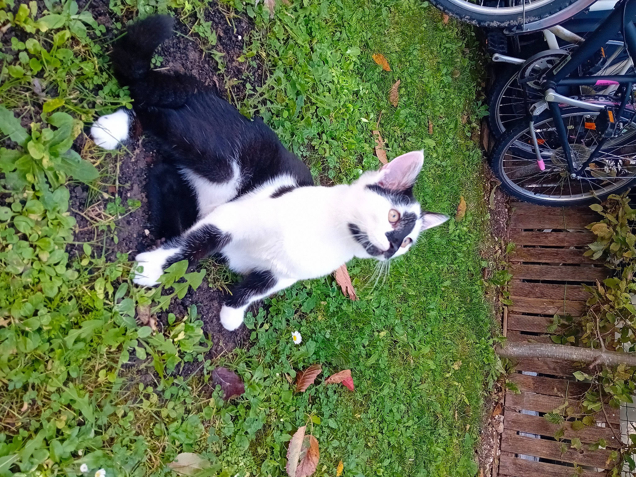 Ace a rejoint le concours — aidez-le/la à gagner de superbes lots ! automotive_tire, bicycle, bicycle_fork, bicycle_frame, bicycle_tire, bicycle_wheel, bicycle_wheel_rim, bicycles_equipment_and_supplies, carnivore, cat, companion_dog, dog_breed, felidae, flowerpot, grass, groundcover, plant, small_to_medium_sized_cats, tire, wheel