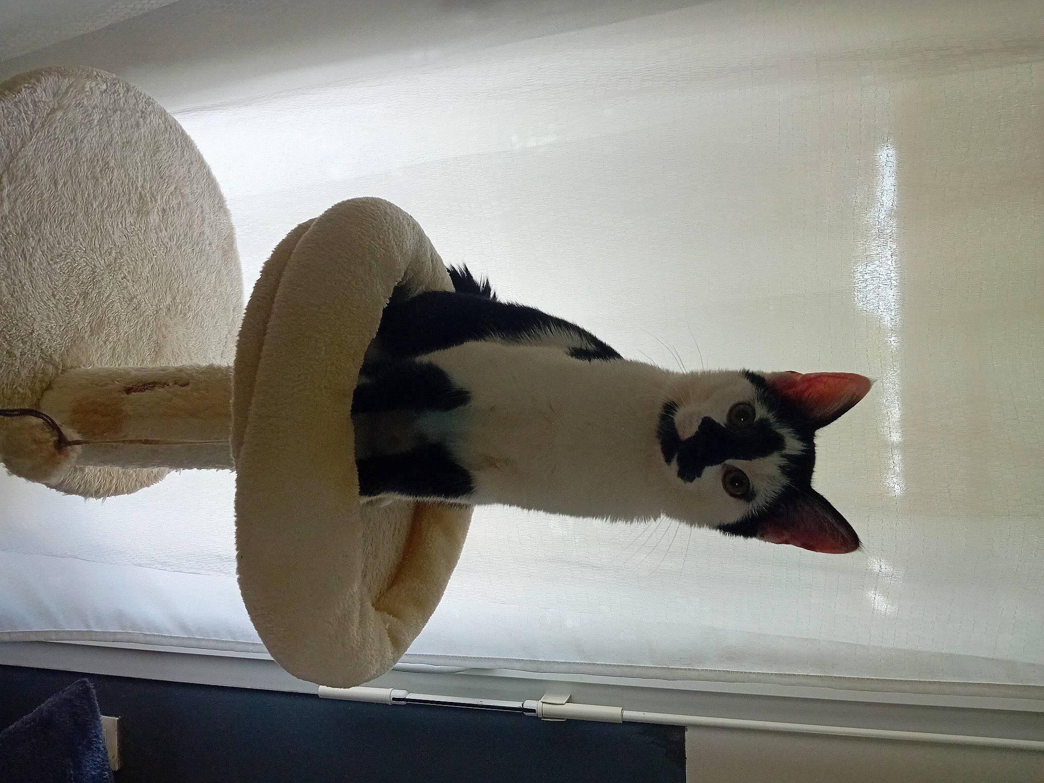 Ace a rejoint le concours — aidez-le/la à gagner de superbes lots ! art, carmine, carnivore, cat, ceiling, domestic_short_haired_cat, felidae, flooring, fur, hardwood, plywood, room, shadow, shelf, small_to_medium_sized_cats, tail, visual_arts, whiskers, window, wood