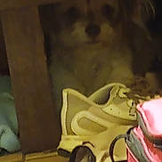 Posie joined the competition — help win amazing prizes! animal, background, bag, blurry, cozy, curious, dim_light, dog, domestic, floor, furniture, hidden, indoor, mystery, pet, quiet, resting, shadow, soft_light, wood