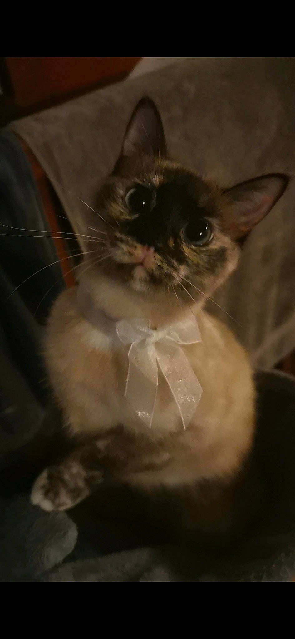 Nala participe au concours pour gagner de l'argent avec cette photo : asian, balinese, birman, burmese, carnivore, cat, domestic_short_haired_cat, ear, felidae, himalayan, kitten, mammal, ojos_azules, small_to_medium_sized_cats, snout, tonkinese, vertebrate, whiskers