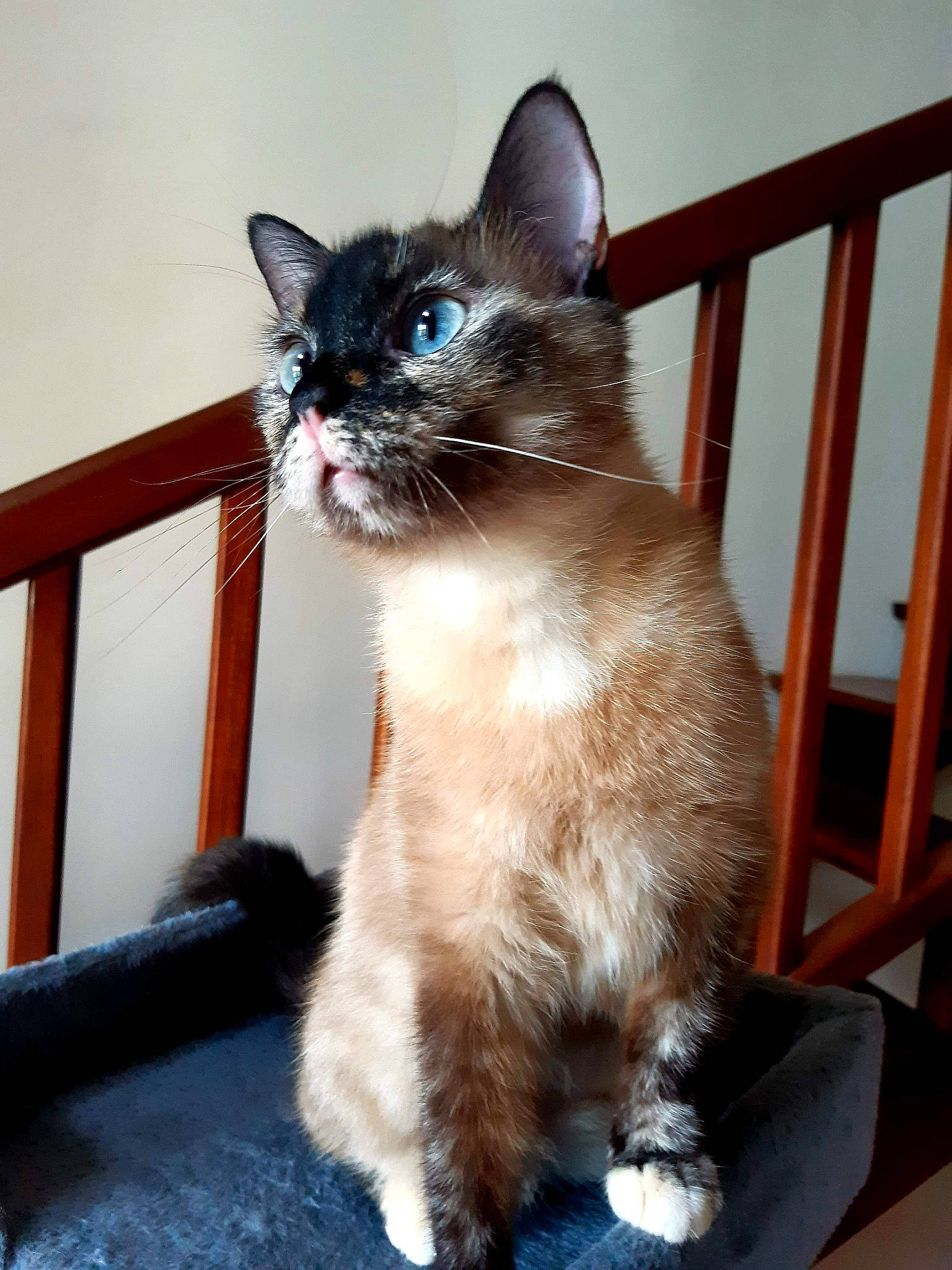 Nala participe au concours pour gagner de l'argent avec cette photo : asian, balinese, carnivore, cat, domestic_long_haired_cat, domestic_short_haired_cat, fawn, felidae, german_rex, javanese, kitten, mammal, ojos_azules, polydactyl_cat, ragdoll, small_to_medium_sized_cats, snowshoe, tonkinese, vertebrate, whiskers