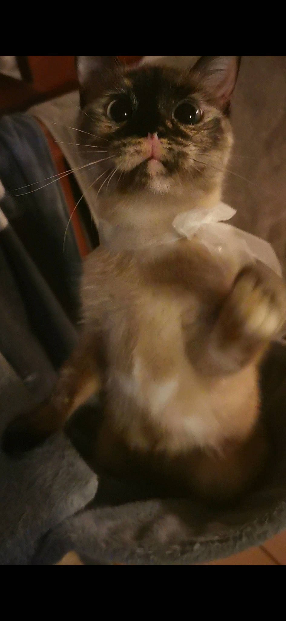 Nala a rejoint le concours — aidez-le/la à gagner de superbes lots ! american_curl, asian, birman, carnivore, cat, eye, fawn, felidae, fur, himalayan, kitten, mammal, munchkin, paw, polydactyl_cat, ragdoll, small_to_medium_sized_cats, snout, vertebrate, whiskers