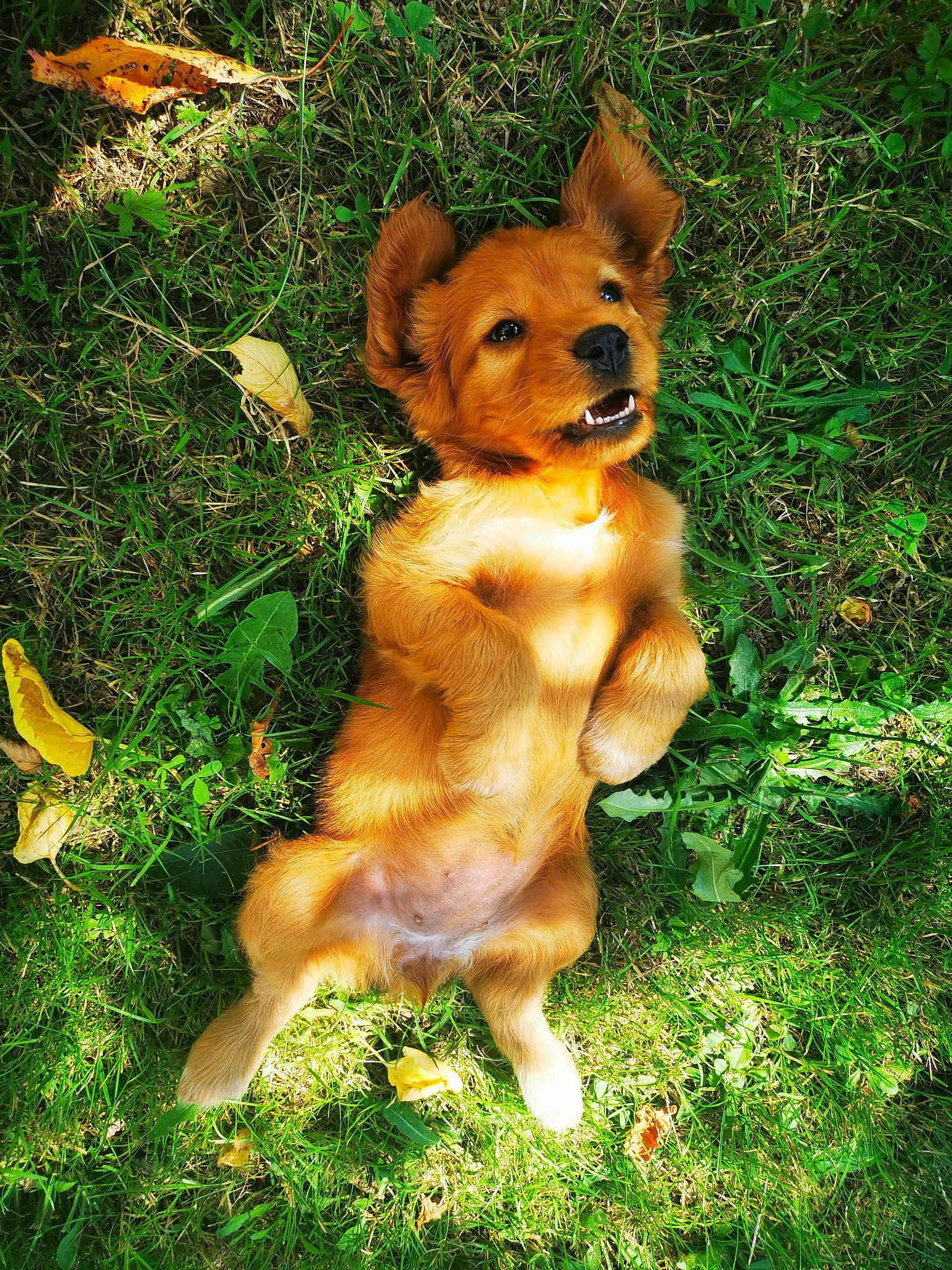 June a rejoint le concours — aidez-le/la à gagner de superbes lots ! canidae, carnivore, companion_dog, dog, dog_breed, fawn, fur, grass, groundcover, liver, mammal, plant, snout, sporting_group, tail, terrestrial_animal, terrestrial_plant, toy, whiskers, working_animal