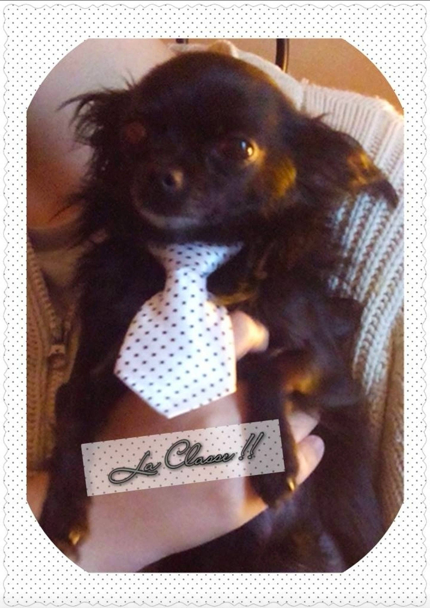 Roméo a rejoint le concours — aidez-le/la à gagner de superbes lots ! bangs, brown_hair, canidae, carnivore, companion_dog, dog_breed, doll, fashion_accessory, fawn, font, fur, lace_wig, liver, long_hair, rectangle, sleeve, sporting_group, toy, whiskers, wig