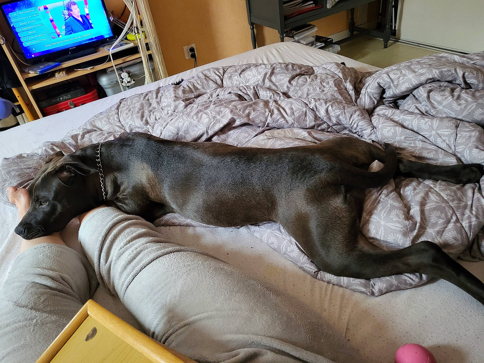 Stella participe au concours pour gagner de l'argent avec cette photo : bed, canidae, carnivore, comfort, companion_dog, couch, dog, dog_breed, fawn, flooring, hardwood, linens, liver, room, sporting_group, studio_couch, tail, television, wood, working_animal