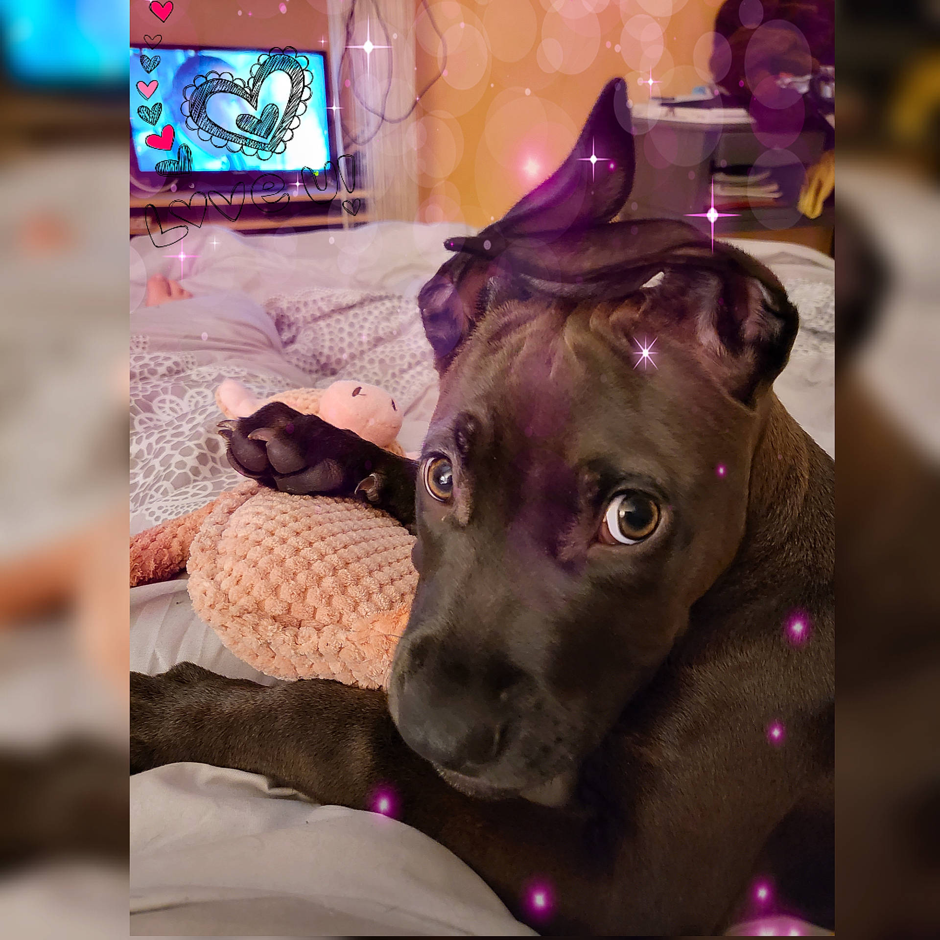 Stella a rejoint le concours — aidez-le/la à gagner de superbes lots ! art, canidae, carnivore, companion_dog, display_device, dog, dog_breed, fawn, liver, magenta, non_sporting_group, purple, snapshot, sporting_group, technology, terrestrial_animal, violet, visual_arts, whiskers, working_animal