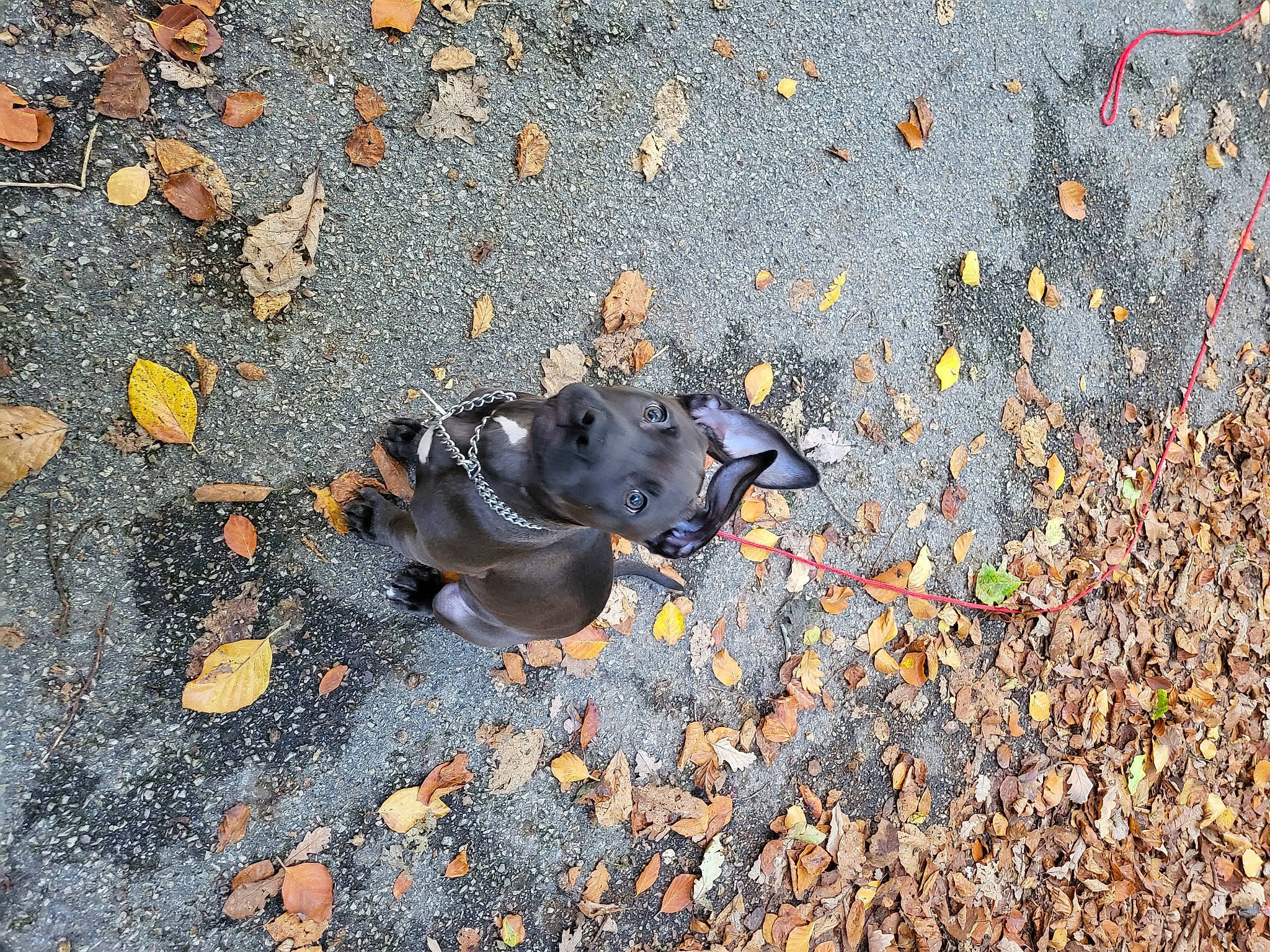 Stella participe au concours pour gagner de l'argent avec cette photo : amphibian, asphalt, city, deciduous, glove, grass, human_leg, landscape, paw, people_in_nature, plant, road, road_surface, shadow, sidewalk, soil, tar, terrestrial_animal, tints_and_shades, tree