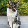 cat, tabby_cat, white_fur, sitting, outdoor, greenery, yellow_flowers, blurred_background, animal, pet, feline, portrait, calm, nature, close_up, daylight, whiskers, paws, fur_texture, contemplative