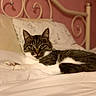cat, tabby_cat, pet, animal, bed, pillow, white_sheets, indoor, feline, resting, relaxed, fur, whiskers, ears, nose, eyes, headboard, decor, pink_wall, comfort