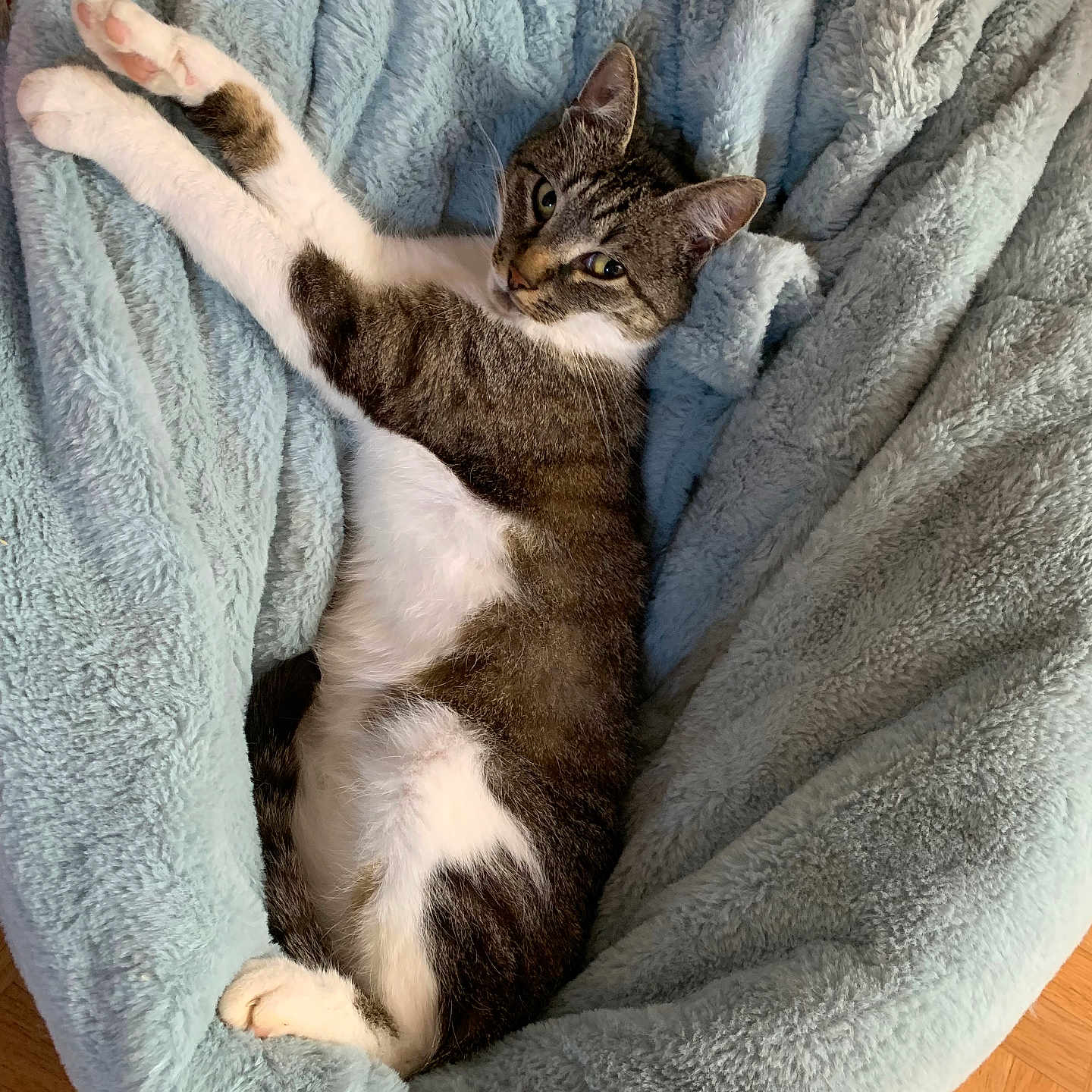 Nala participe au concours pour gagner de l'argent avec cette photo : animal, blanket, cat, furniture, kitten, manx, person, pet, quilt, sleeping