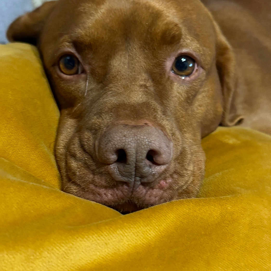 Prince participe au concours pour gagner de l'argent avec cette photo : animal, beagle, blanket, boxer, bulldog, canine, cockerspaniel, dog, frenchbulldog, hound, labradorretriever, machine, person, pet, pitbull, pointer, puppy, sleeping, snout, spoke