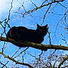 black_cat, tree_branch, blue_sky, outdoor, animal, nature, bare_branches, pet, wildlife, feline, cat_eyes, daylight, tree, sky, mammal, animal_portrait, wild, climbing, animal_in_nature, quiet
