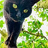 black_cat, cat, animal, pet, tree, branch, green_leaves, outdoor, nature, close_up, yellow_eyes, feline, curious, whiskers, daylight, mammal, climbing, portrait, wildlife, fur