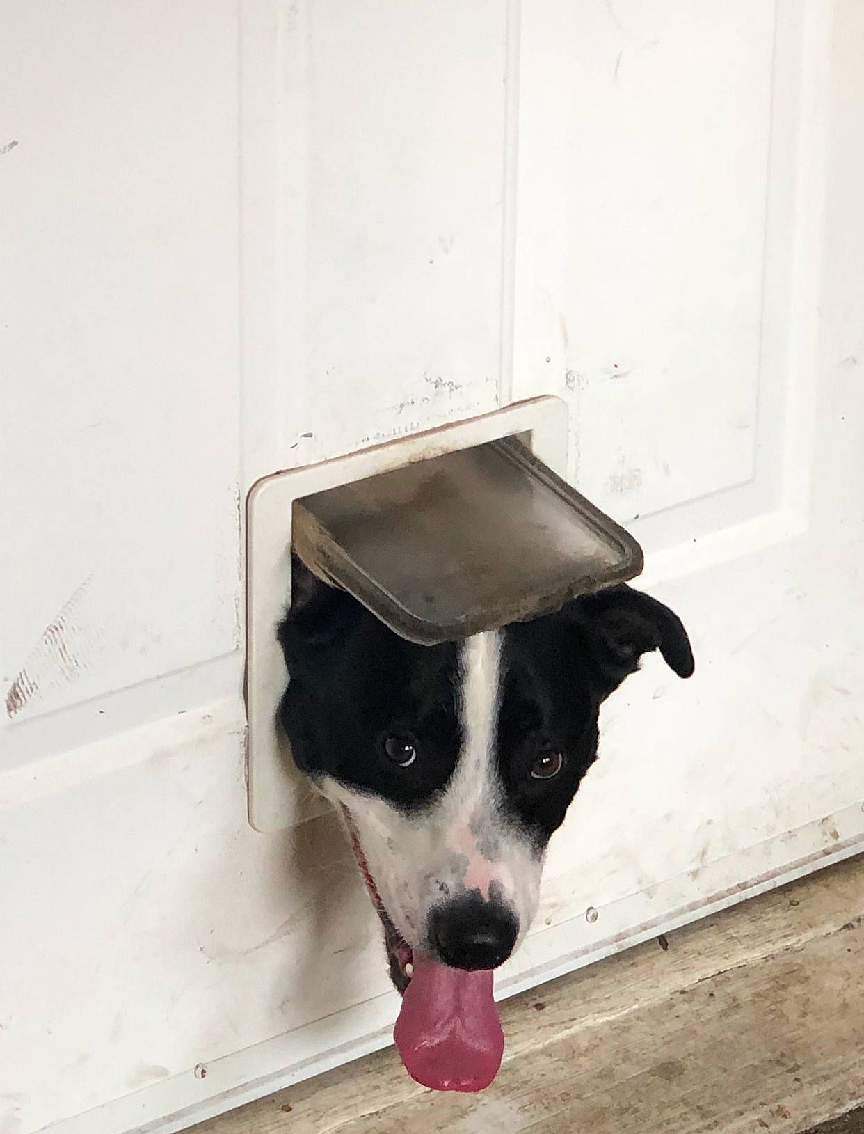 Panda is registered to the contest to win money with this photo: border_collie, canidae, carnivore, dog, dog_breed, door, floor, snout, sporting_group, street_dog, white, window, working_dog