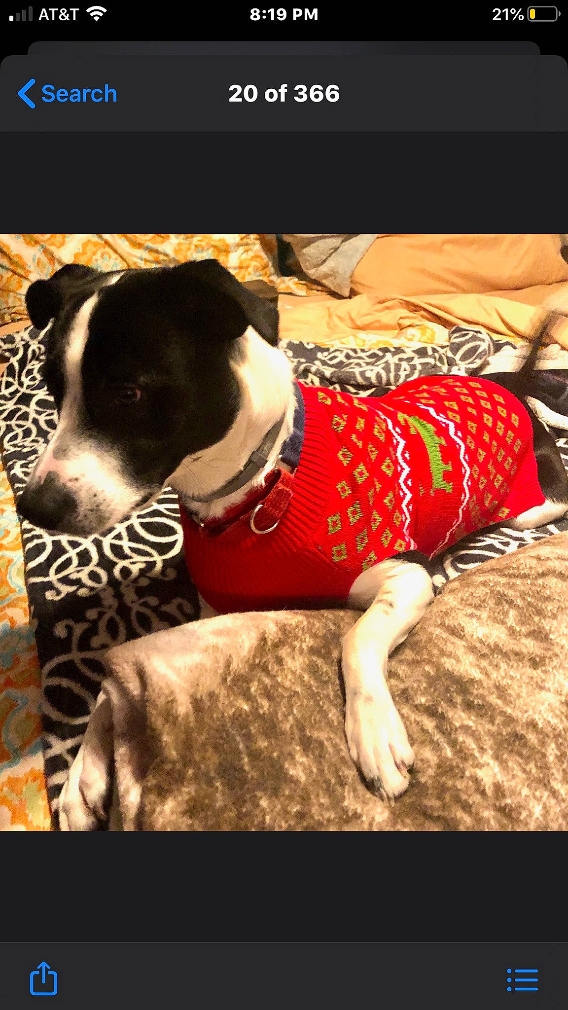 Panda is registered to the contest to win money with this photo: american_pit_bull_terrier, boston_terrier, canidae, carnivore, companion_dog, dog, dog_breed, dog_clothes, dog_collar, non_sporting_group, pit_bull, pointer, sporting_group