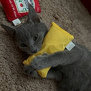 Beetlejuice joined the competition — help win amazing prizes! cat, gray_cat, plush_toy, yellow_toy, red_toy, heinz_ketchup, carpet, indoor, pet, cute, animal, feline, hugging, lying_down, soft_texture, cozy, relaxed, toy, playful, closeup