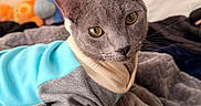 Beetlejuice joined the competition — help win amazing prizes! animal, background, blanket, blue_sweater, cat, cozy, curious, cute, feline, gray_cat, gray_sweater, indoor, pet, plush_blanket, portrait, resting, soft_texture, stuffed_toys, sweater, yellow_eyes