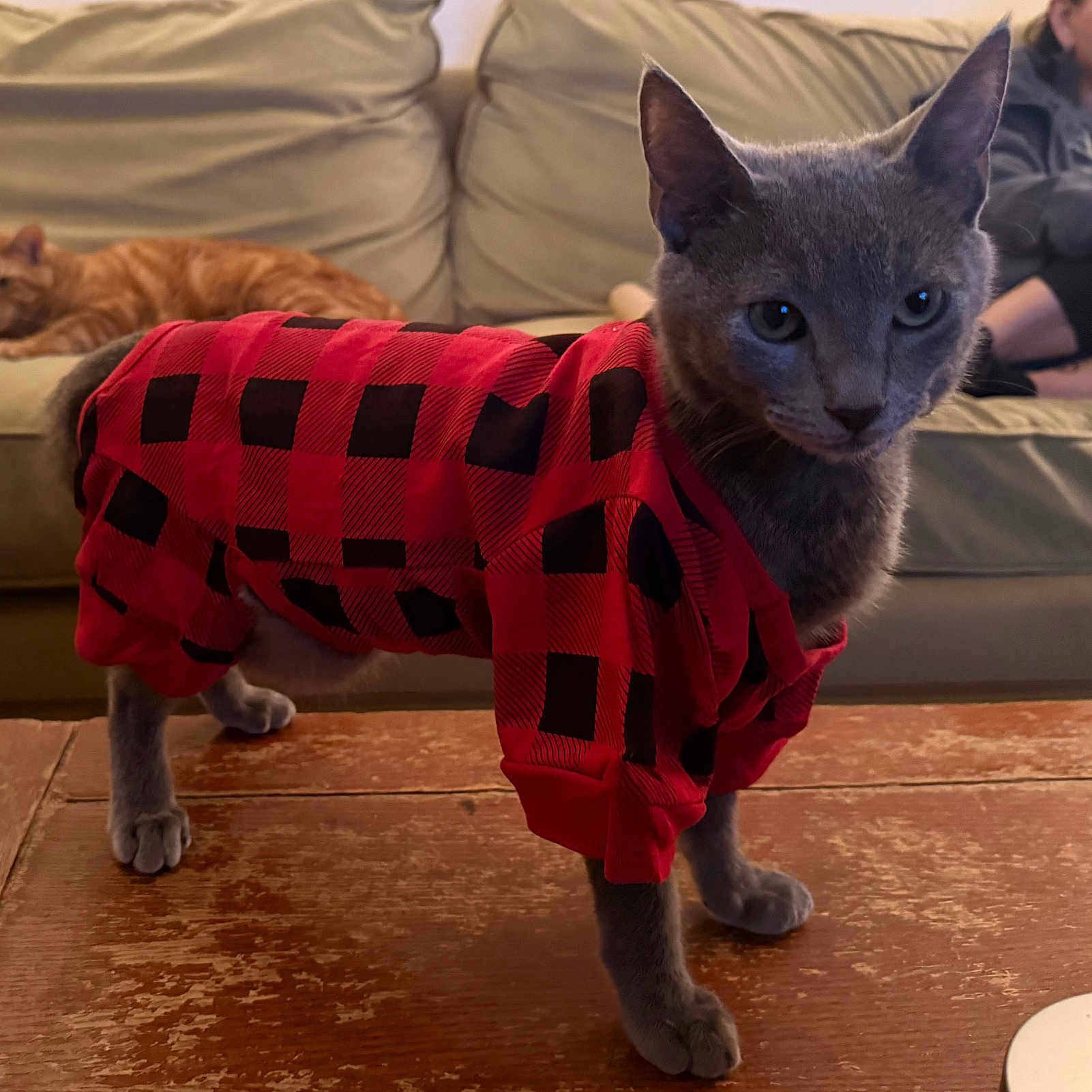 Beetlejuice joined the competition — help win amazing prizes! cat, gray_cat, orange_cat, plaid_outfit, clothing, table, wooden_table, couch, sofa, indoor, pet, animal, feline, resting, standing, living_room, person, casual, cozy, home
