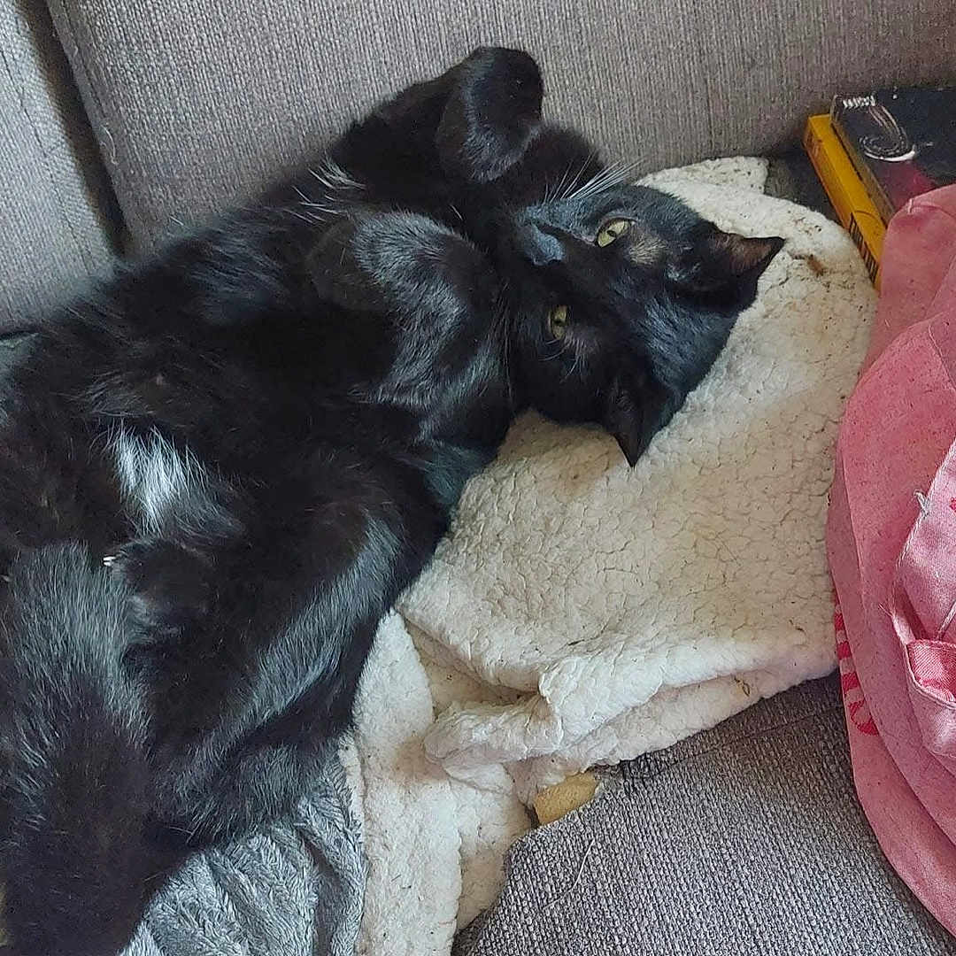 Bartok