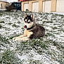 animal, collar, cute, daylight, dog, fence, grass, licking_nose, lying_down, nature, outdoor, pet, playful, puppy, residential_building, siberian_husky, snow, winter, yard, young