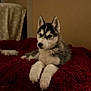 animal, blanket, companion, cozy, cute, dog, domestic_animal, fur, fur_paws, furry, indoor, lying, mammal, pet, portrait, puppy, red, resting, siberian_husky, young