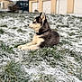 animal, canine, cold, collar, cute, dog, domestic_animal, frost, grass, house, husky, lying_down, nature, outdoor, pet, puppy, snow, winter, yard, young